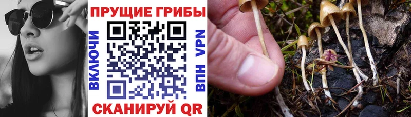 Галлюциногенные грибы GOLDEN TEACHER  хочу наркоту  Новоалександровск 