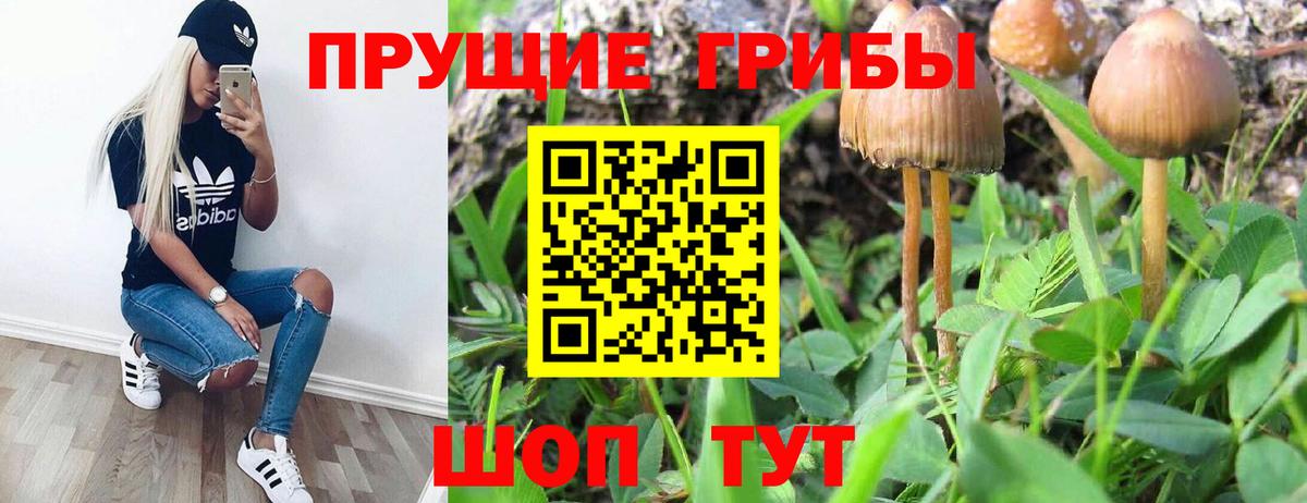 Псилоцибиновые грибы Magic Shrooms  Вход с VPN  Галлюциногенные грибы GOLDEN TEACHER  закладка  Новоалександровск 